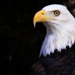 Idiom de la semana: Be eagle-eyed